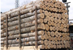 木材進口報關流程及注意事項【建議收藏】