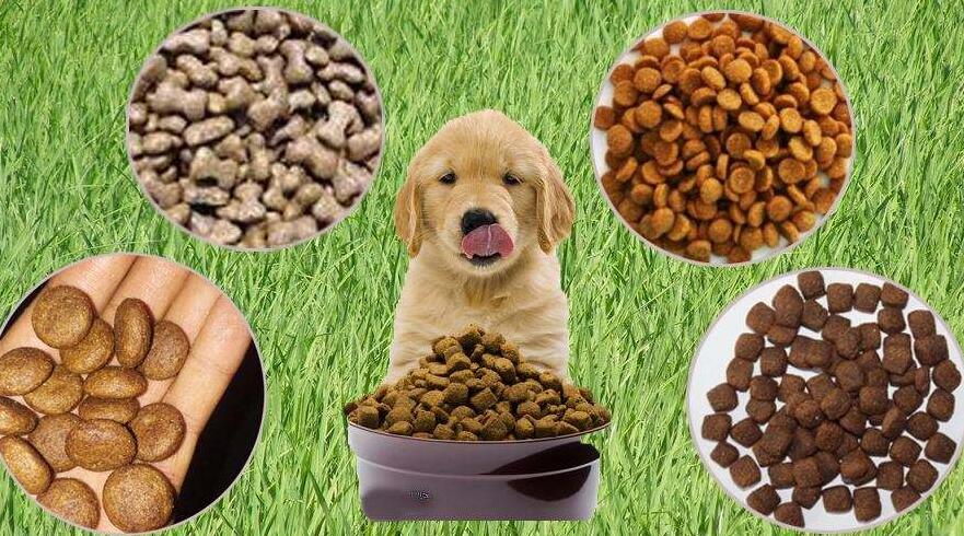 寵物食品進口報關注意事項(寵物食品進口分類)